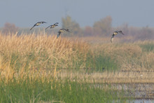 Flying Wild Pintail Ducks Above Lake