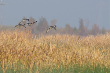 Wall Mural - Flock of graceful pintail ducks in flight