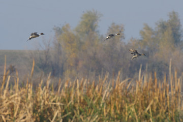 Wall Mural - Flying waterfowl ducks in air