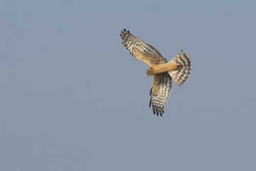 Wall Mural - Flying wild harrier in blue sky