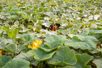 Wall Mural - Yellow flowering pumpkin plants in the field from close