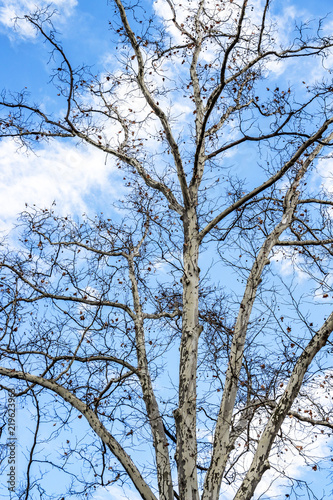 Fotografie, Obraz Platanus tree bare December branches against a blue cloudy sky in Sofia, Bulgari