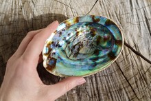 Beautiful Abalone Paua Shell In Hand On Natural Background