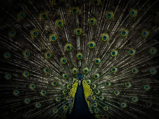 beautiful male peacock with open tail