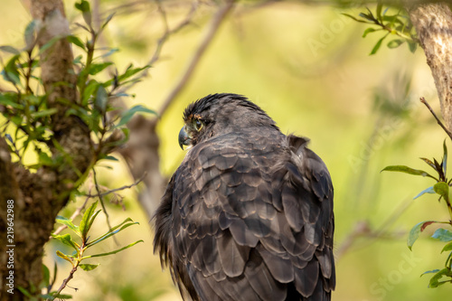 Back Plumage Of New Zealand Falcon Buy This Stock Photo