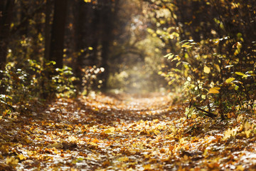 Wall Mural - Autumn forest landscape, beautiful scene with sun beams