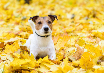 Wall Mural - Cute Jack Russell Terrier dog lying down on yellow autumn fallen leaves