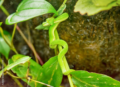 Plakat Zielony jamy żmii węża lying on the beach na małym drzewie.