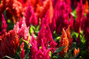 Wall Mural - close up texture of colorful gardening celosia flower.