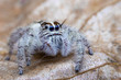 Hyllus Keratodes Jumping Spider hunter animal looking camera on dry leave in the nature.