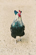 Rooster on Sand