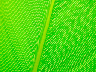 Wall Mural - Abstract green leaf texture background