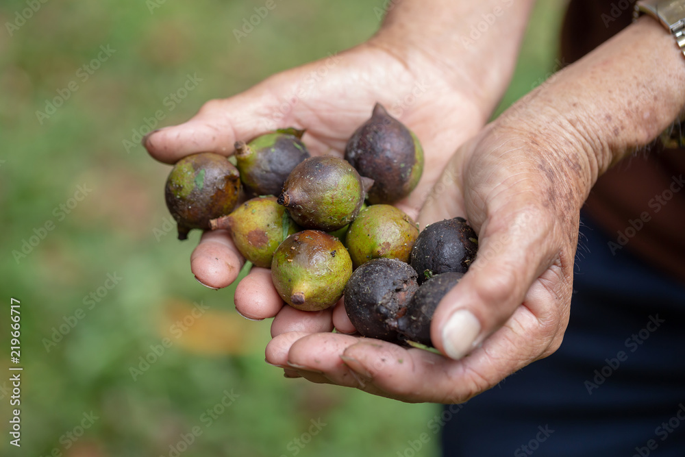 Man hand holding macadamia nut in natural - obrazy, fototapety, plakaty 