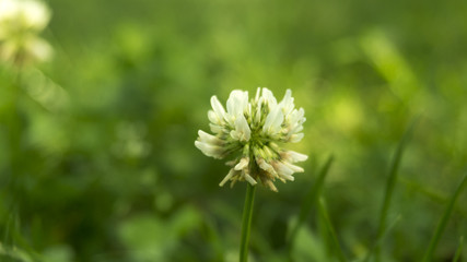 clover flower, green natural grass background