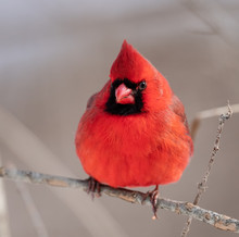 Red Cardinal Perched On A Branch