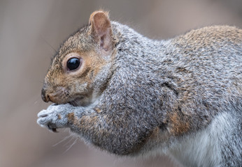 Wall Mural - Eastern Gray Squirrel Eating nuts