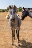 Fototapeta Konie - Horse by the fields of Salamanca, Spain, under the summer sun.