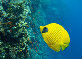 MAsked Butterflyfish