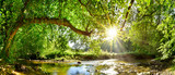 Fototapeta Natura - Beautiful forest panorama with brook and bright sun shining through the trees