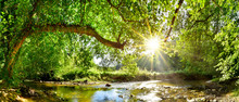 Beautiful Forest Panorama With Brook And Bright Sun Shining Through The Trees