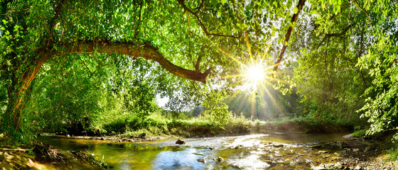 Poster - Beautiful forest panorama with brook and bright sun shining through the trees