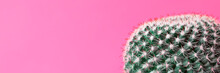 Cactus House Plant Isolated On Pastel Pink Colored Wall. Cactus Close Up Banner.