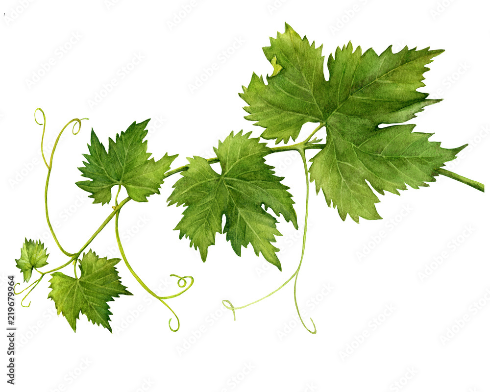 Grape branch with leaves close up. Watercolor hand drawn painting illustration isolated on a white background. - obrazy, fototapety, plakaty 