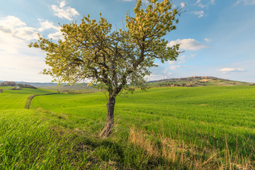 Wall Mural - Lonely standing flowering tree. Blooming apple tree. Flowering pear. The tree stands in the middle of the field. A haystack lies next to the tree.