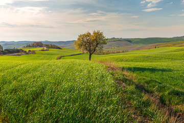 Wall Mural - Lonely standing flowering tree. Blooming apple tree. Flowering pear. The tree stands in the middle of the field. A haystack lies next to the tree.