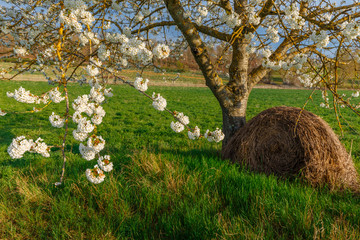 Wall Mural - Lonely standing flowering tree. Blooming apple tree. Flowering pear. The tree stands in the middle of the field. A haystack lies next to the tree.