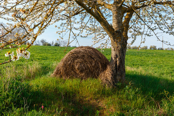 Wall Mural - Lonely standing flowering tree. Blooming apple tree. Flowering pear. The tree stands in the middle of the field. A haystack lies next to the tree.