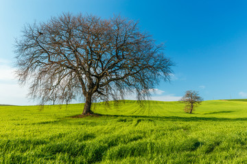 Wall Mural - Lonely standing tree. The tree stands in the middle of the field. Two trees stand in the middle of a green field. Tuscany. Italy