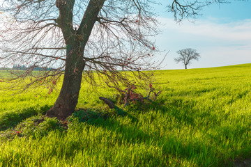 Lonely standing tree. The tree stands in the middle of the field. Two trees stand in the middle of a green field. Tuscany. Italy