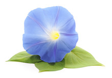 Flower Ipomoea Blue.
