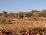 Fototapeta Sawanna - Kenya Tsavo East