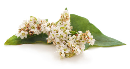 Canvas Print - Blossom of buckwheat with leaves.