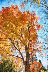 Wall Mural - Autumn Trees