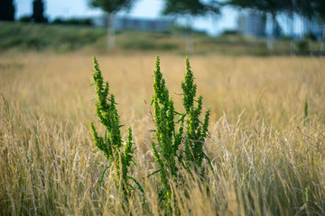 Perennial plant Rumex crispus in the field.