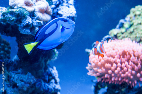 Fotografia, Obraz Paracanthurus hepatus, beautiful blue fish swimming in the aquarium with royal c