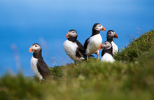 Adorable And Cute Atlantic Puffins On Mykines In The Faroe Islands