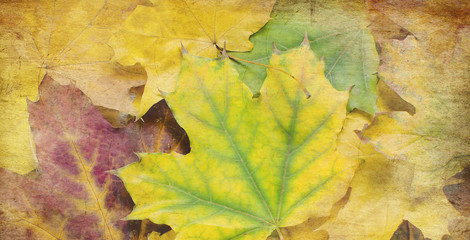 Wall Mural - Colorful Autumn  leaves background