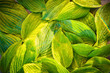 Fresh garden leaves bell organic gardening background