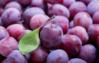 Wall Mural - fresh plums as background