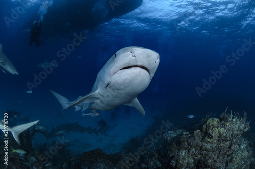 Plakat Tygrysiego rekinu Pływać podwodny w Atlantyckich ocean Bahamas