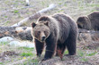 Grizzly Bear in Yellowstone National Park, Wyoming