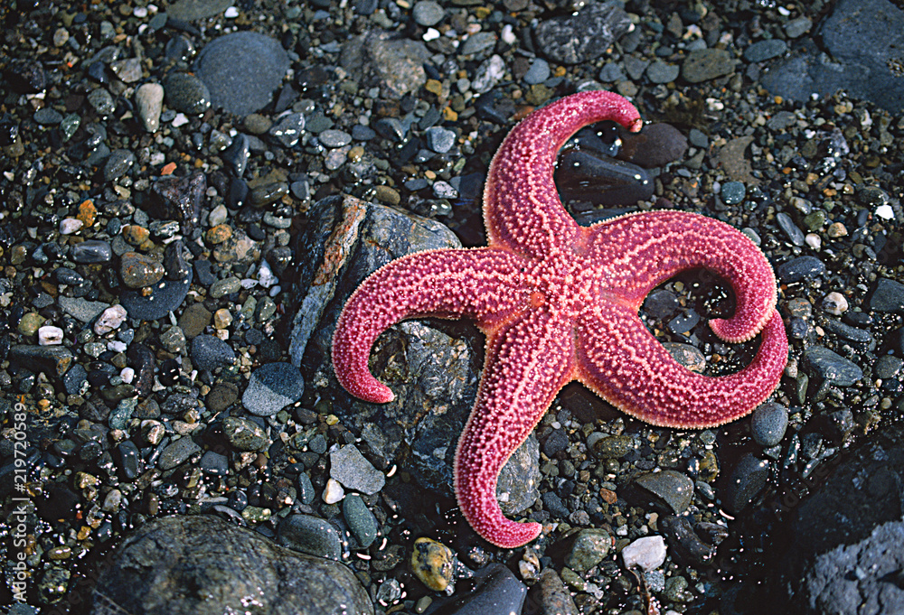 Pink sea star on rocks, Alaska Stock Photo | Adobe Stock