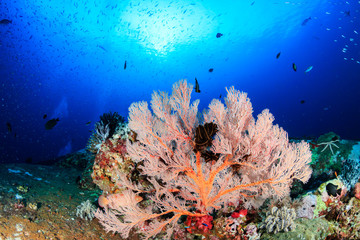 Beautiful, colorful soft corals and tropical fish on an asian coral reef