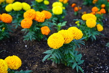 Yellow And Orange Marigold Flowers