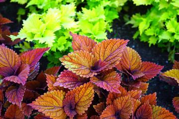 Wall Mural - Red and green leaves of the coleus plant, Plectranthus scutellarioides
