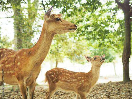 奈良公園の可愛い鹿 Adobe Stock でこのストック画像を購入して 類似の画像をさらに検索 Adobe Stock